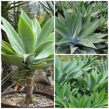 10 graines agave attenuata
