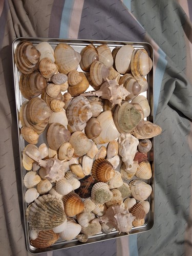 Lot coquillages - lot,