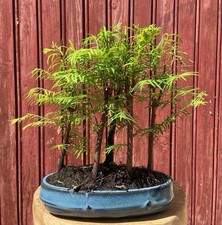 BONSAÏ FORÊT DE MÉTASEQUOIA