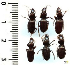 Carabidae - 6 STENOMORPHUS RUFIPES A - Entomology. 1603M insect