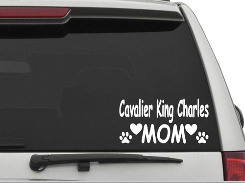 Cavalier king charles - king,