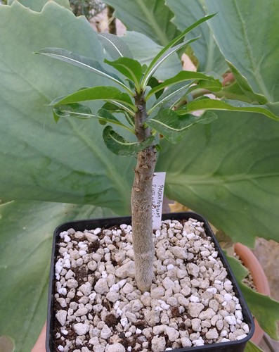 Pachypodium rutenbergianum - pachypodium,