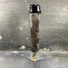 Spécimen humide de gecko