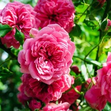 Rosa 'Pretty Fairy' - Rosier