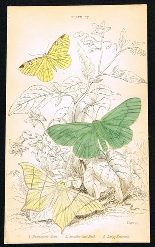 Moths antique print - antique, –