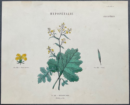 Herbier moutarde noire gravure - herbier,