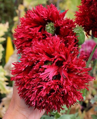 Lot 100 graines pavot - de,