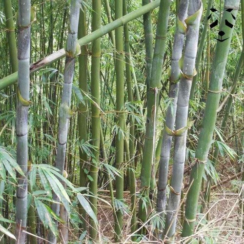 Graines bambusa longinternode - graines,