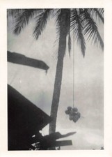 OLD GUIANA PHOTOGRAPH ~1950 THE DESCENT OF COCONUTS