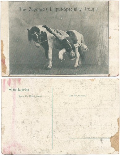 Cpa poney shetland pony - cpa,