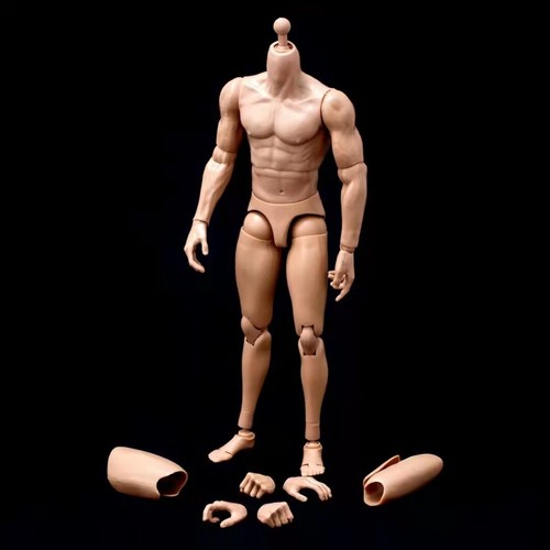 Scale european muscle body - scale,