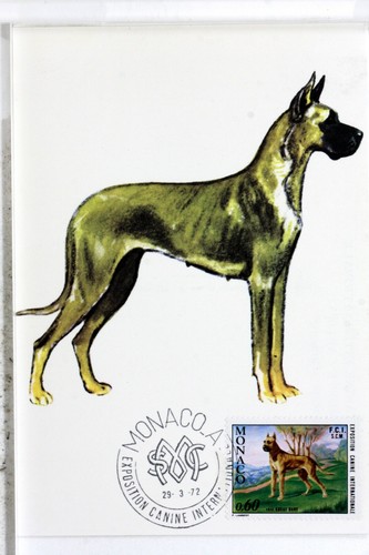Chien dogue allemand 1972 - allemand,