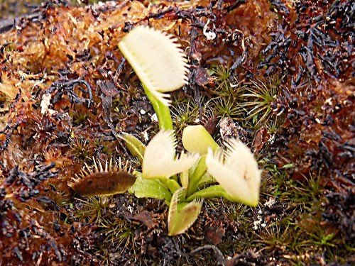 Dionaea muscipula whifula - dionaea,