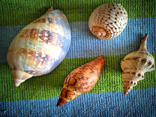 4 LARGE Natural Seashells for Table, Aquarium and Terrarium Decoration