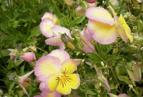 Violette cornue jaune - violette,