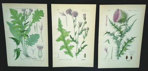 1886 lithographies 3er set - 1886,