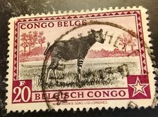 Congo Belge Okapi