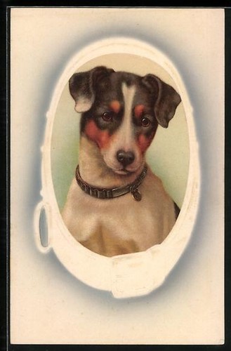 Carte postale fox terrier - postale,