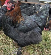 12 PUREBRED: 4 Black Copper