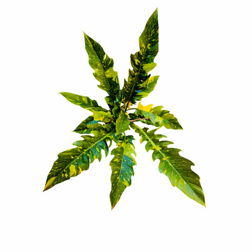 Philodendron ring fire - cv, of