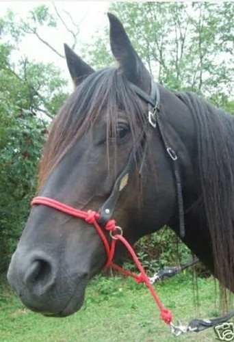 Bosal bitless bridle - bosal,