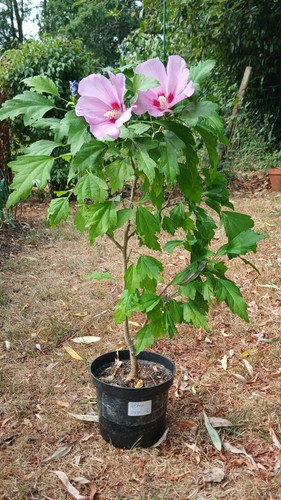 Hibiscus altea rose - hibiscus,