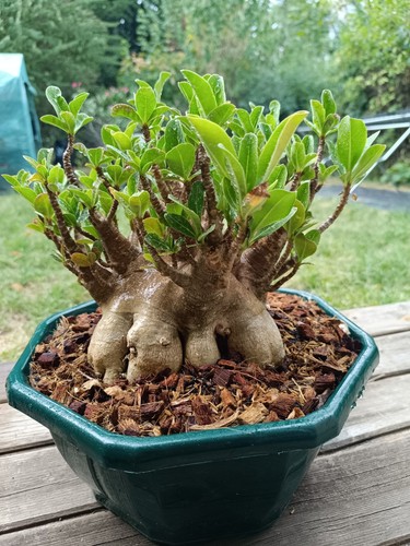 Adenium arabicum très gros - adenium,