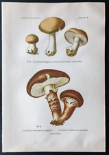 1891 - Planche couleur