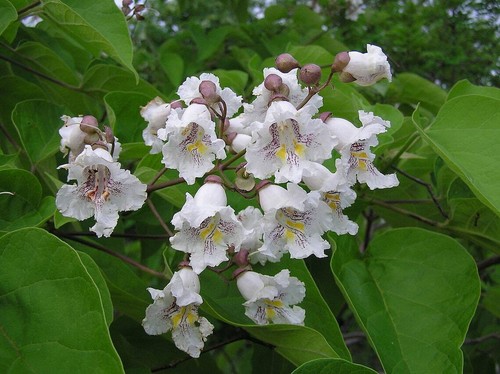 Graines southern catalpa - graines,