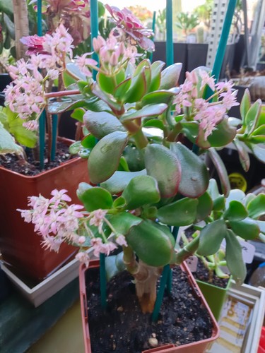 Crassula ovata tatsumaki - crassula,