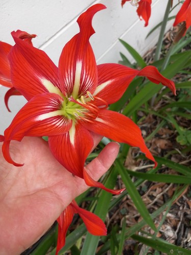 Amaryllis seeds florida - amaryllis,