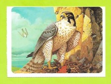 Sheet - Mickey's Diary - No. 55 - The Peregrine Falcon