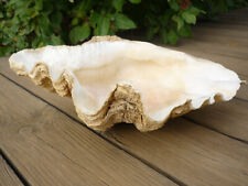 Coquillage bénitier de grande taille - Tridacne - 32 cm