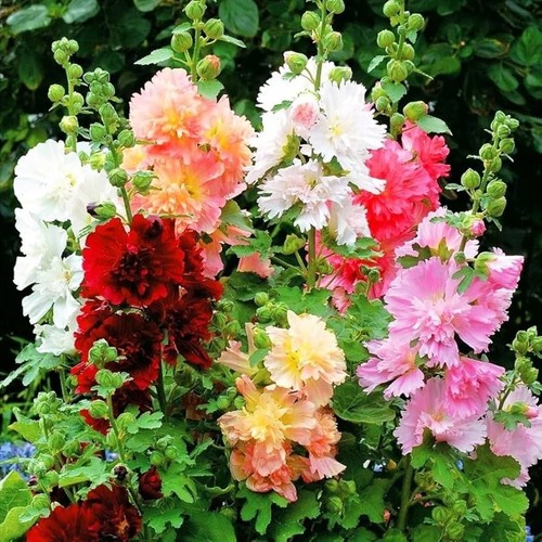 Lot graines de rose - de,