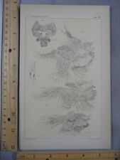 Rare Antique Original VTG Artemia Gracilis Verrill Shrimp Illustration Art Print
