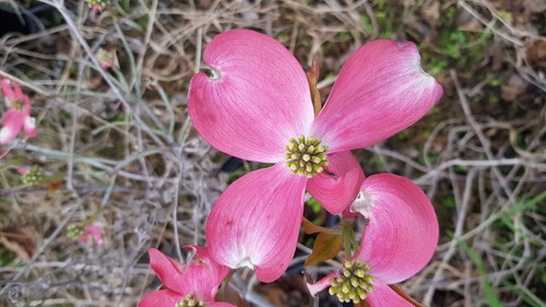 Cornus florida cherokee - cornus,