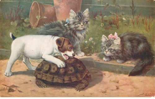 Animaux tortue chien - animaux,