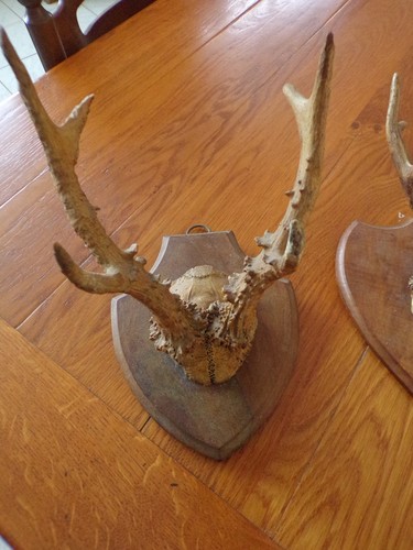 Ancien trophee chasse - ancien, de