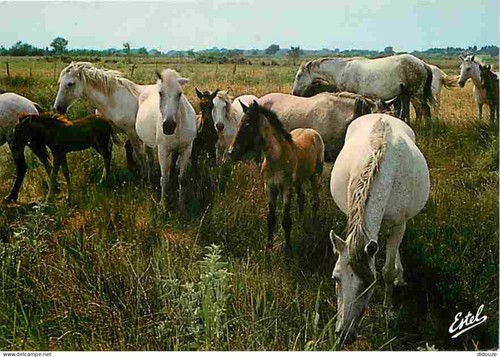 Carte postale animaux - -,