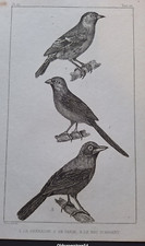 Gravure Buffon 19° Oiseau: Le