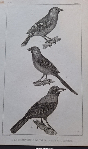 Gravure buffon oiseau - gravure,