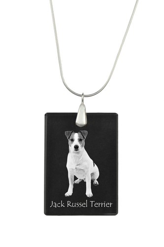 Jack russell terrier collier - jack,