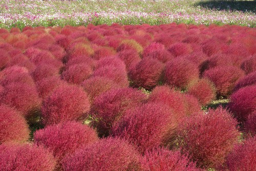 Cyprès été kochia - cyprès, d'été