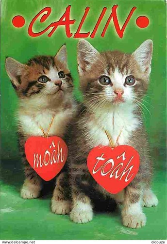 Carte postale animaux - carte,