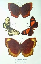 Butterflies ELYMNIAS EOTTONIS & ACTINOTE SODALIS Original Victorian Print c1896