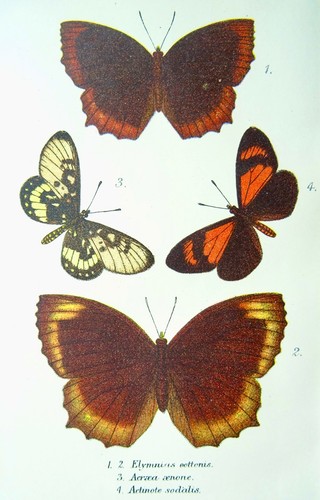 Butterflies elymnias eottonis - elymnias,