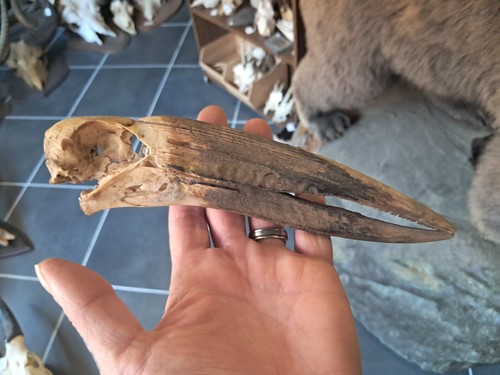 Crâne cigogne bec - cigogne, à
