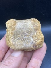 2.20'' / 5,59 cm - Vertebre