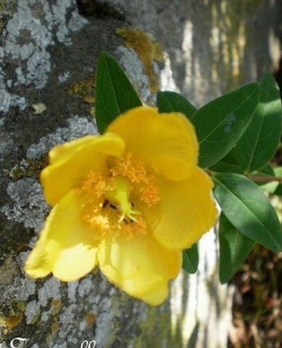Millepertuis hidcote - ♫, 'hidcote'