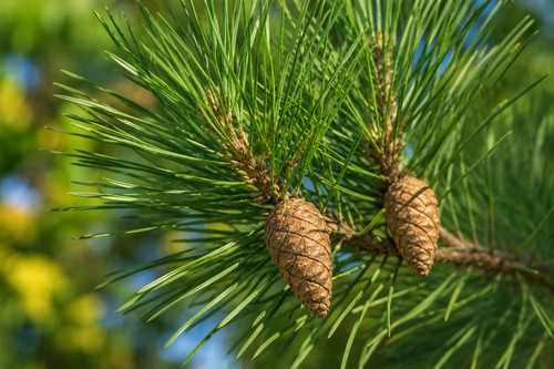 Pinus sylvestris 250 graines - sylvestris,,